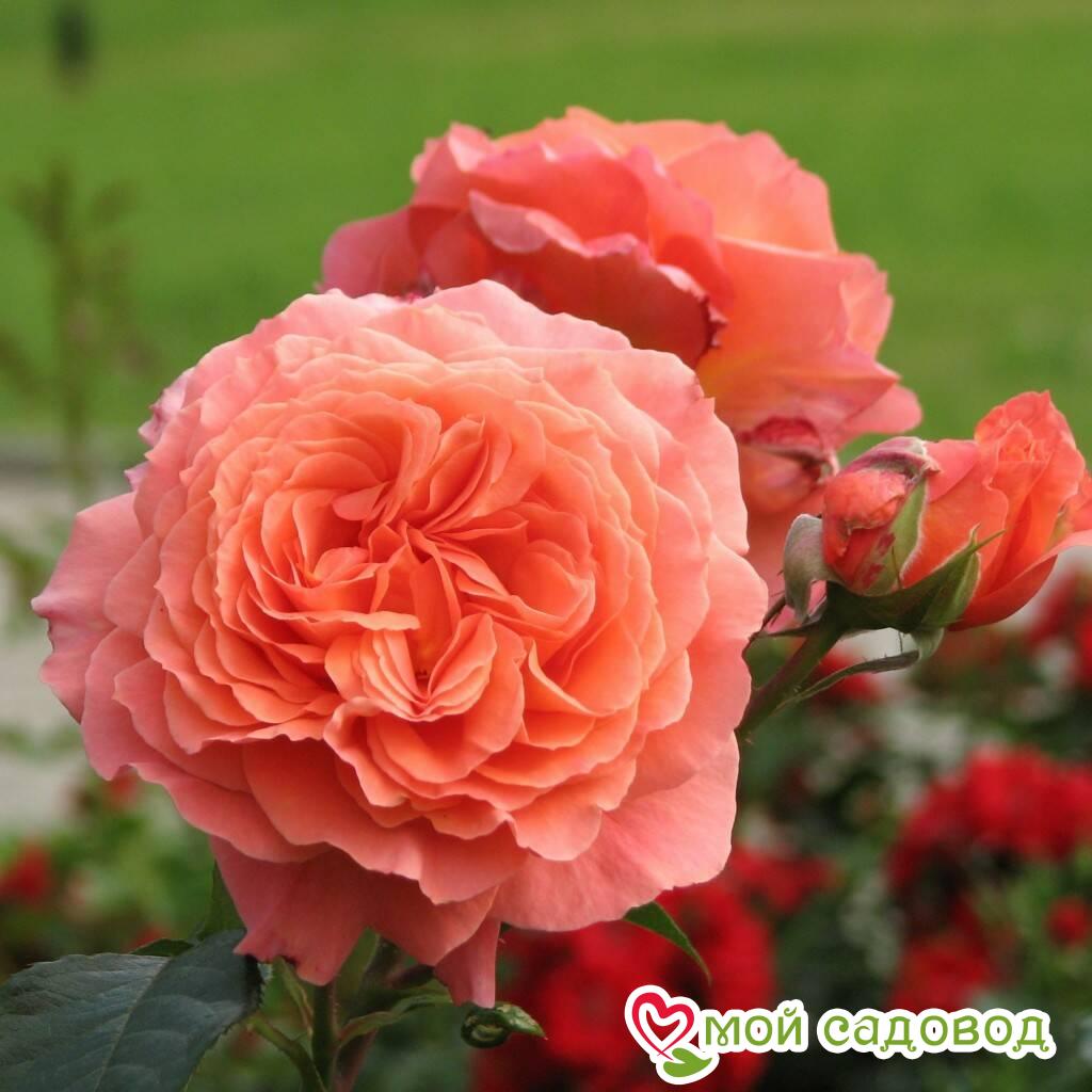 Роза парковая Бельведер