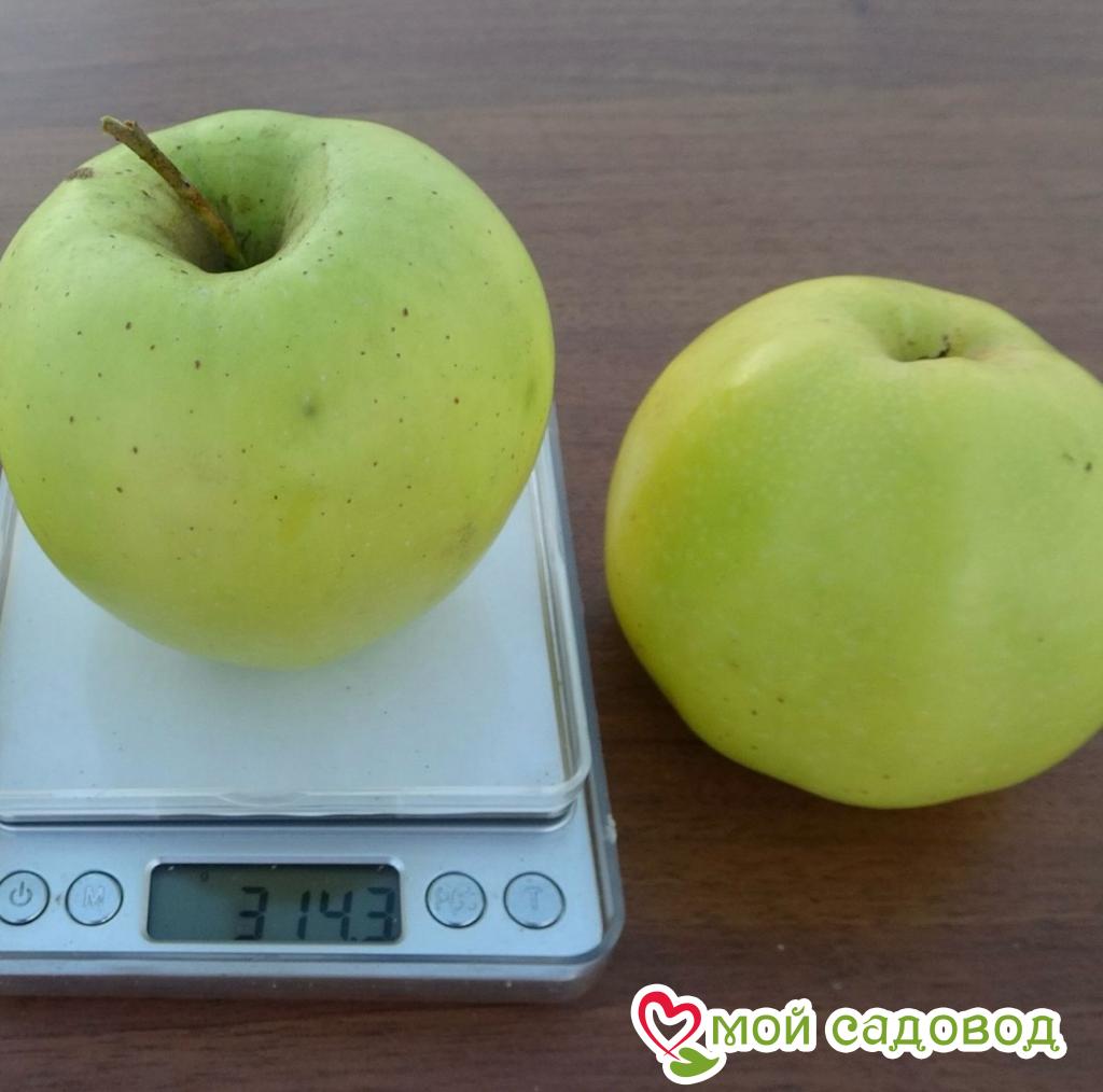 Яблоня Грин Стар
